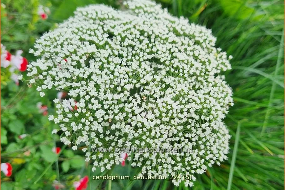 Cenolophium denudatum