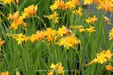 Crocosmia 'Paul's Best Yellow'