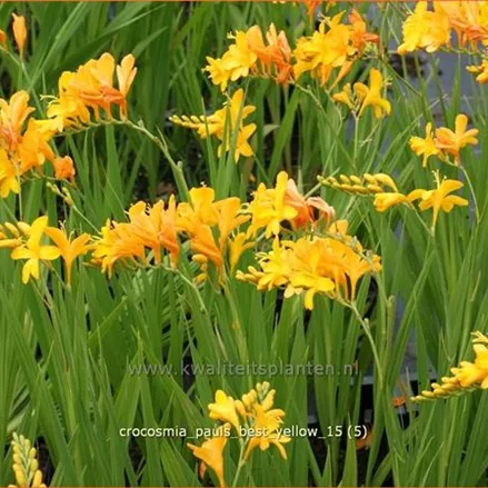 Crocosmia 'Paul's Best Yellow'