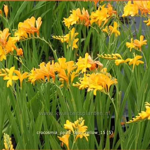 Crocosmia 'Paul's Best Yellow'
