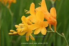 Crocosmia 'Paul's Best Yellow'