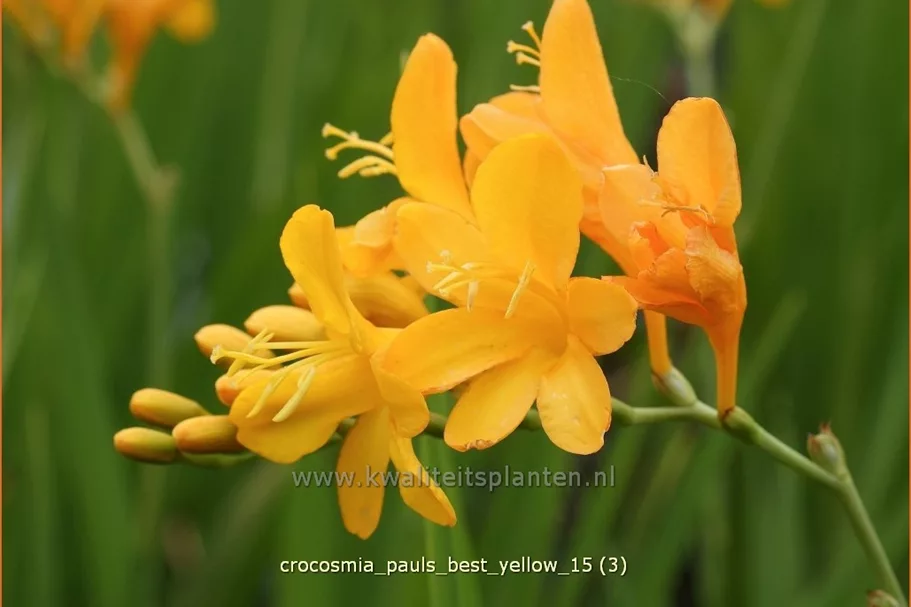 Crocosmia 'Paul's Best Yellow'