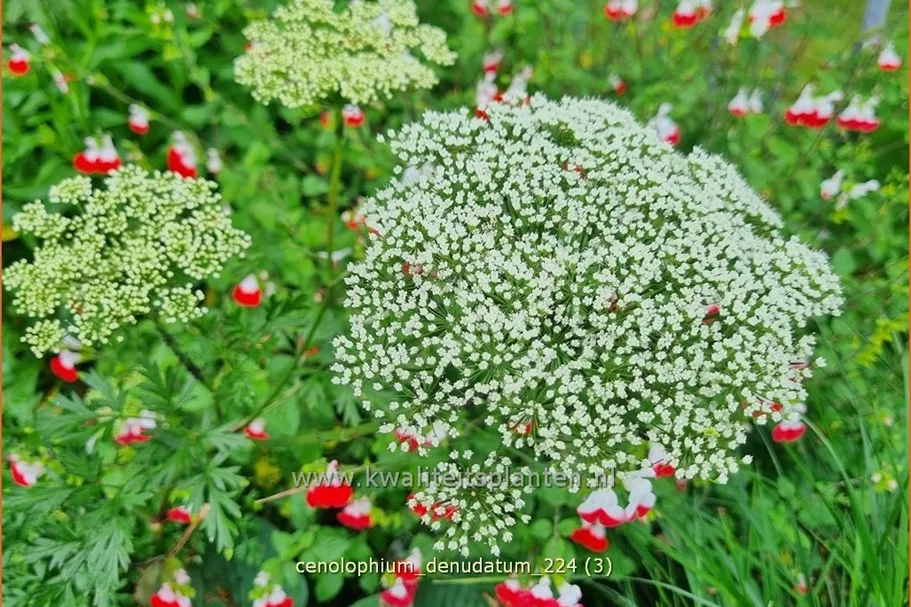 Cenolophium denudatum