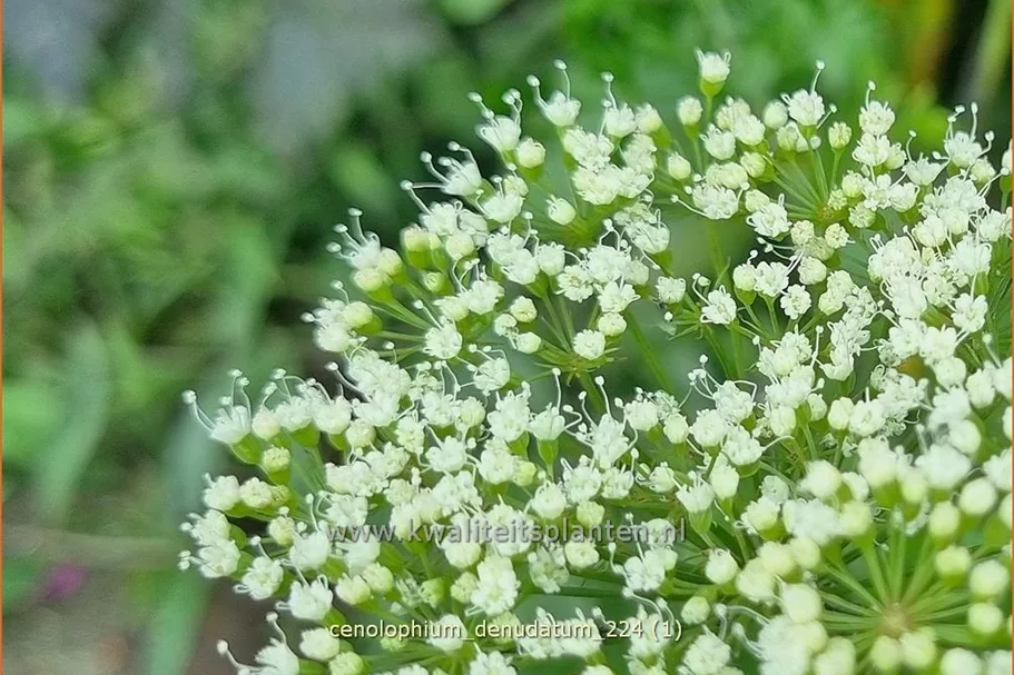 Cenolophium denudatum