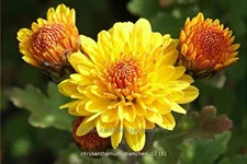 Chrysanthemum indicum 'Bienchen'