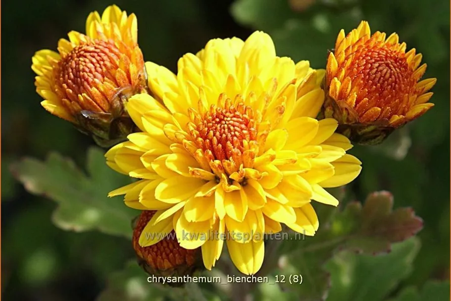 Chrysanthemum indicum 'Bienchen'