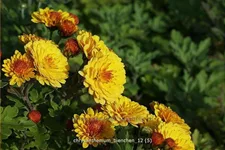 Chrysanthemum indicum 'Bienchen'