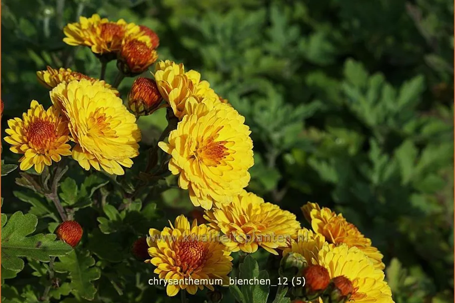 Chrysanthemum indicum 'Bienchen'