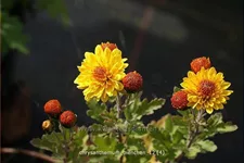 Chrysanthemum indicum 'Bienchen'
