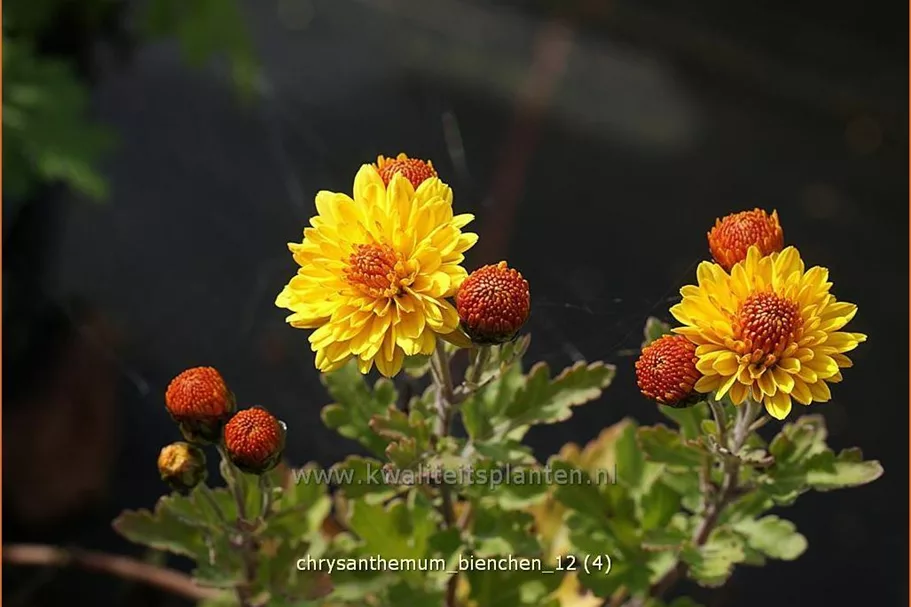 Chrysanthemum indicum 'Bienchen'