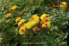 Chrysanthemum indicum 'Bienchen'