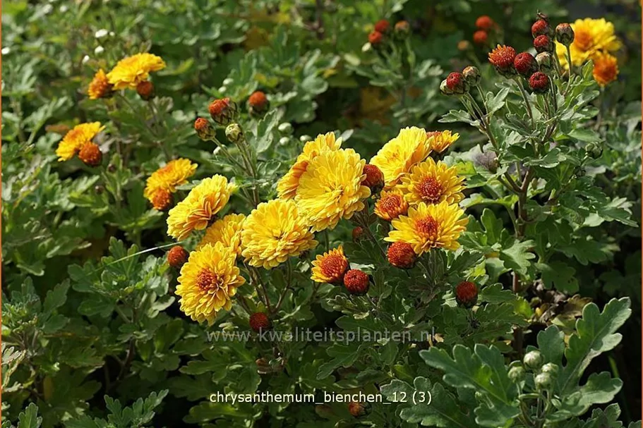 Chrysanthemum indicum 'Bienchen'