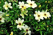 Coreopsis 'Buttermilk'