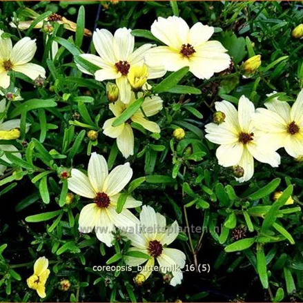 Coreopsis 'Buttermilk'