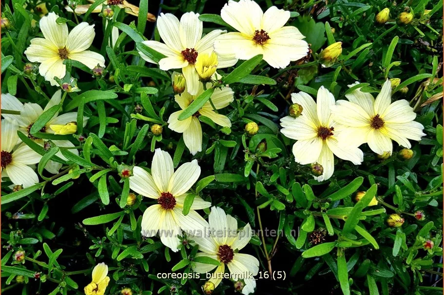 Coreopsis 'Buttermilk'
