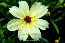 Coreopsis 'Buttermilk'