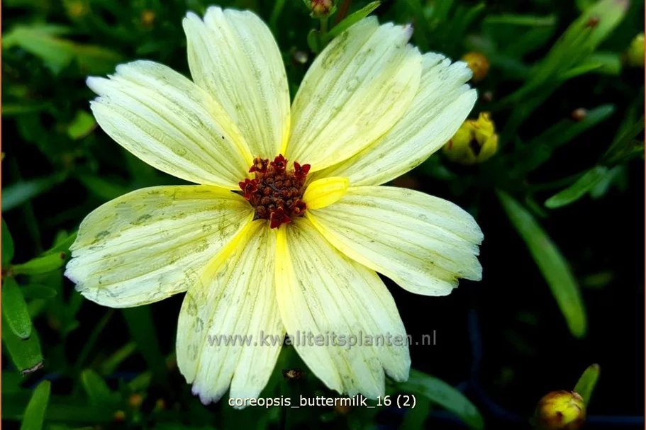 Coreopsis 'Buttermilk'