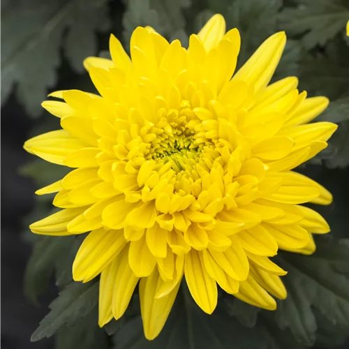Chrysanthemum indicum 'Bienchen'