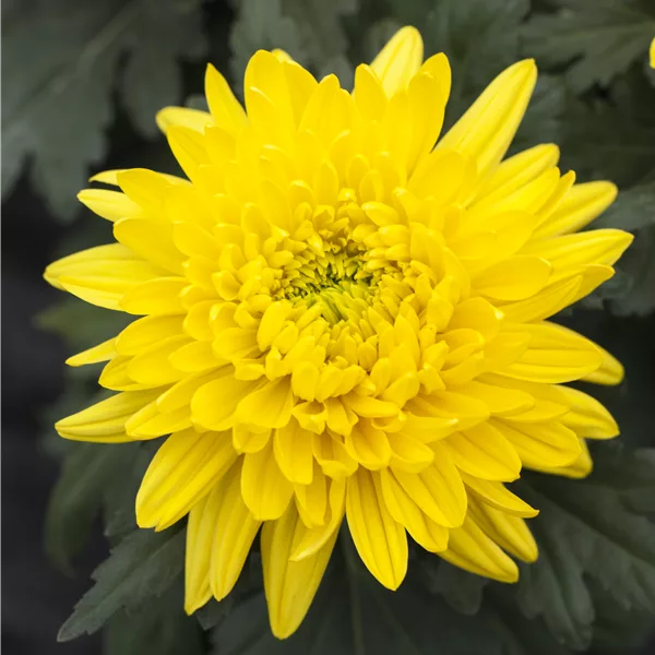 Chrysanthemum indicum 'Bienchen'