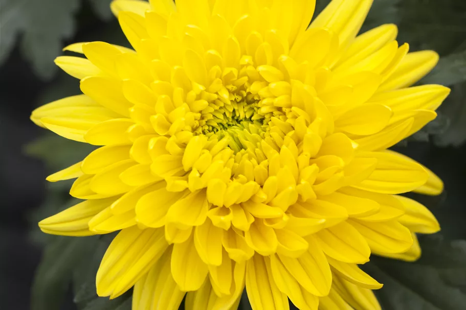 Chrysanthemum indicum 'Bienchen'