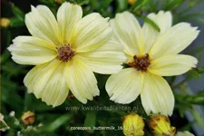 Coreopsis 'Buttermilk'