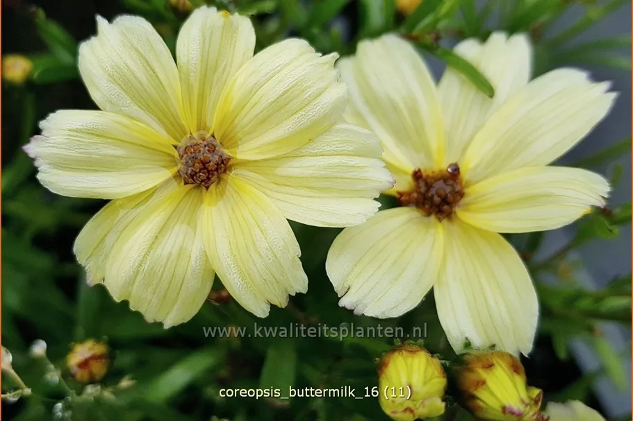 Coreopsis 'Buttermilk'