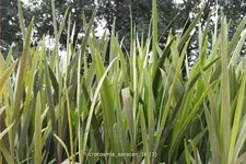 Crocosmia 'Saracen'