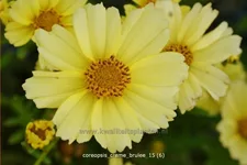 Coreopsis rosea 'Creme Brulee'®