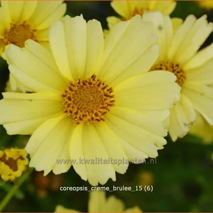 Coreopsis rosea 'Creme Brulee'®