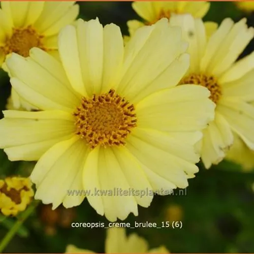 Coreopsis rosea 'Creme Brulee'®