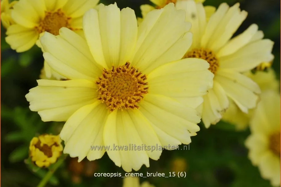 Coreopsis rosea 'Creme Brulee'®