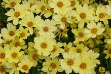 Coreopsis rosea 'Creme Brulee'®