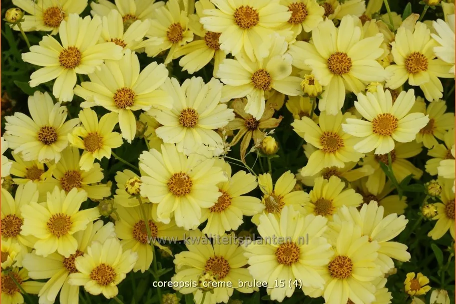 Coreopsis rosea 'Creme Brulee'®