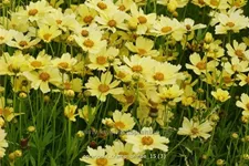 Coreopsis rosea 'Creme Brulee'®