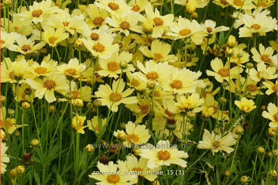 Coreopsis rosea 'Creme Brulee'®