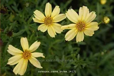 Coreopsis rosea 'Creme Brulee'®