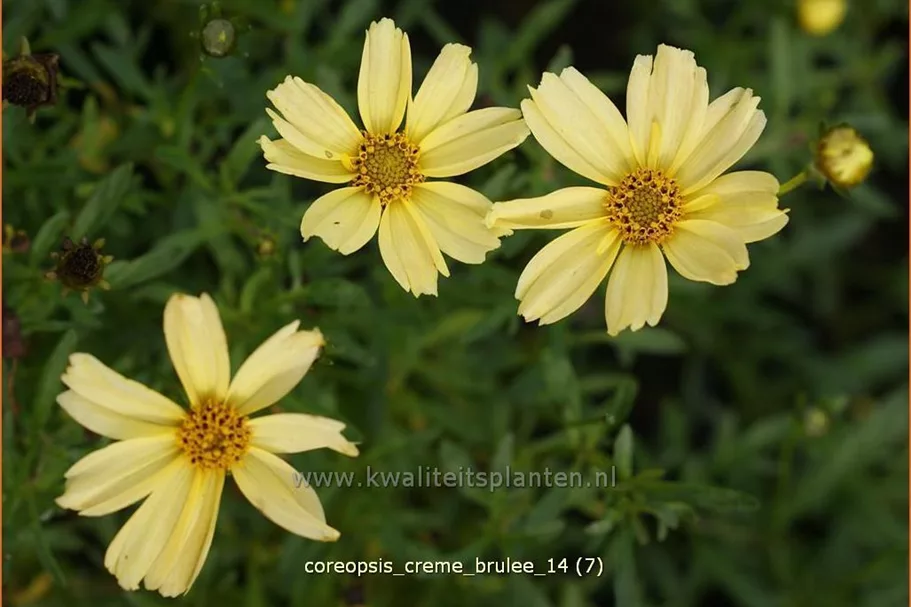 Coreopsis rosea 'Creme Brulee'®