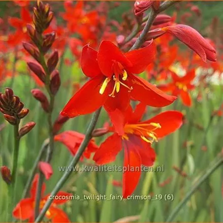 Crocosmia 'Twilight Fairy Crimson'