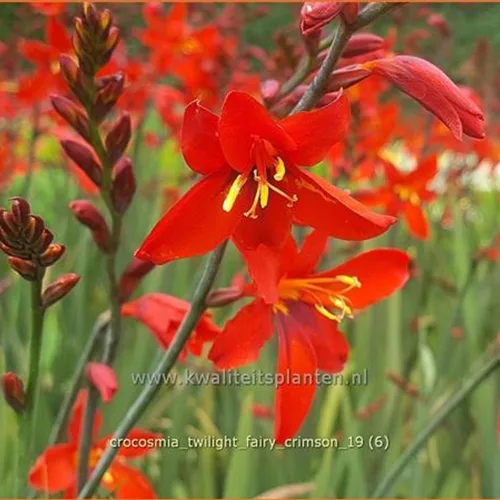 Crocosmia 'Twilight Fairy Crimson'