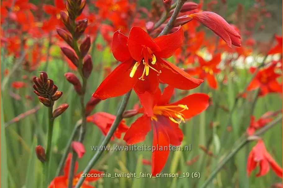 Crocosmia 'Twilight Fairy Crimson'