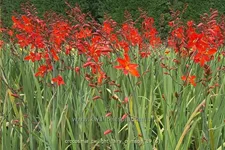 Crocosmia 'Twilight Fairy Crimson'