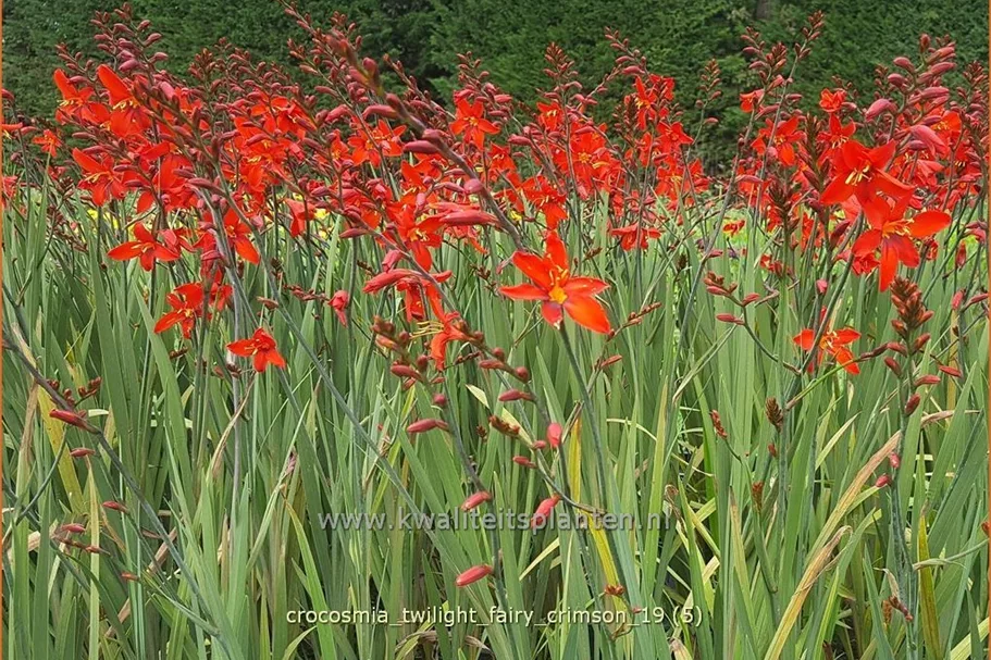 Crocosmia 'Twilight Fairy Crimson'