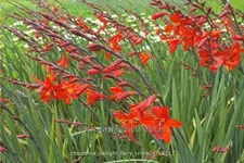 Crocosmia 'Twilight Fairy Crimson'
