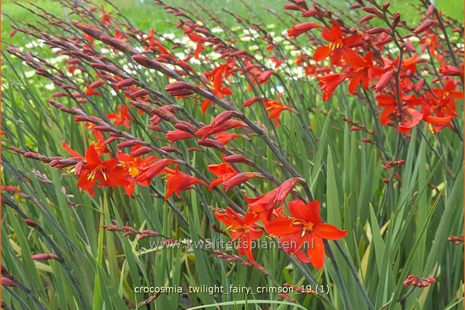 Crocosmia 'Twilight Fairy Crimson'