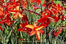 Crocosmia 'Twilight Fairy Crimson'