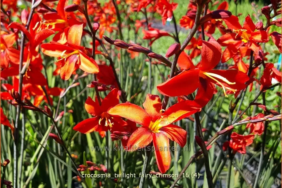 Crocosmia 'Twilight Fairy Crimson'