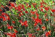 Crocosmia 'Twilight Fairy Crimson'