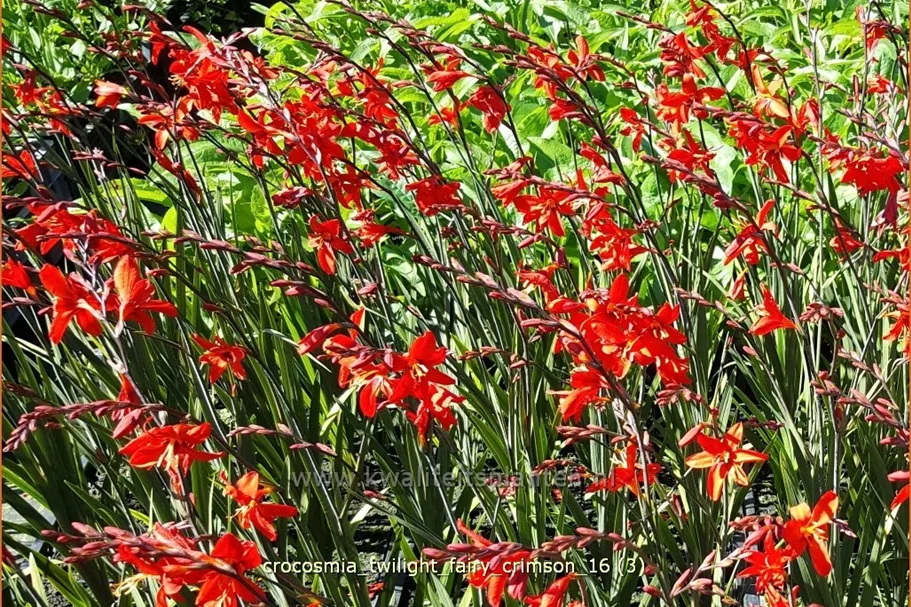 Crocosmia 'Twilight Fairy Crimson'