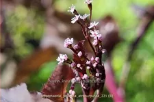 Cryptotaenia japonica 'Atropurpurea'