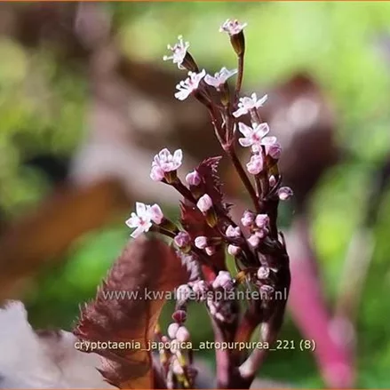 Cryptotaenia japonica 'Atropurpurea'